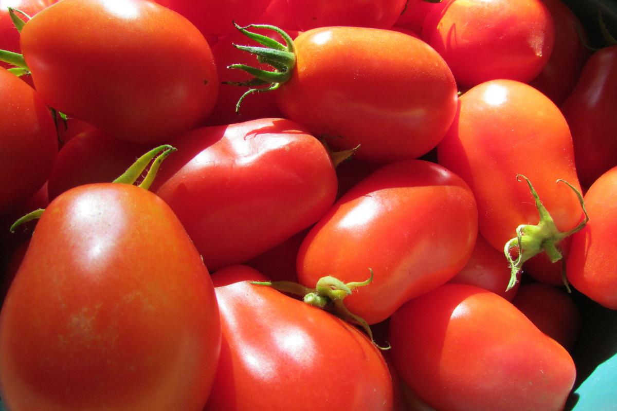 Plum (Roma) Tomatoes .jpeg